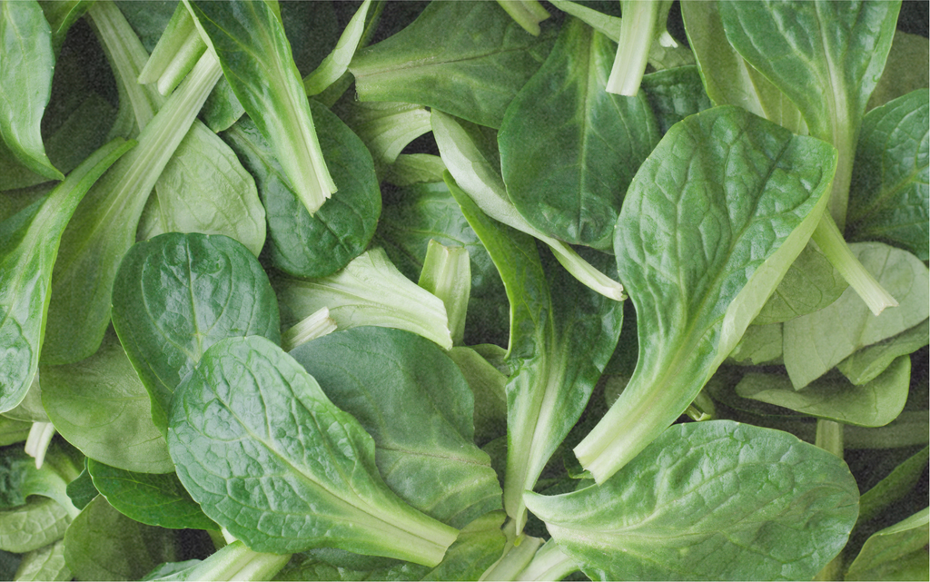 Graines de Rampon, Vit | Zollinger Bio